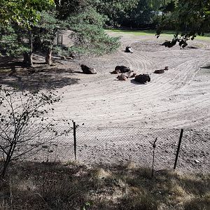 Gnu-herd with calves