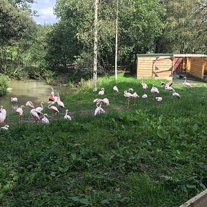 Flamingos