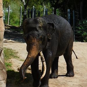 Asian Elephant