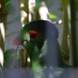 White-Cheeked Turaco