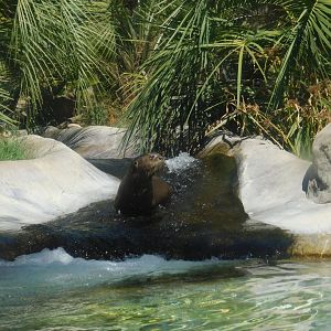 Giant River Otter