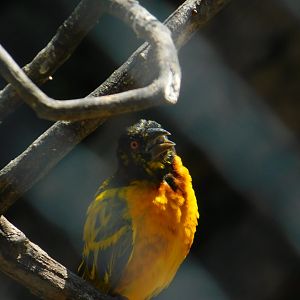 Black Headed Weaver
