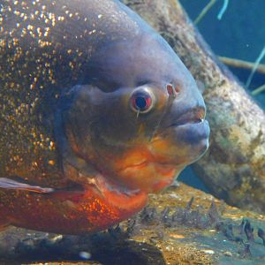 Red Bellied Piranha