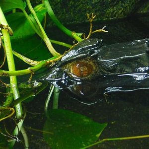 Cuvier’s Dwarf Caiman