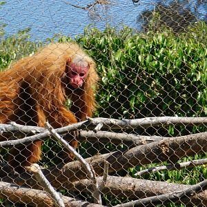 Red Uakari