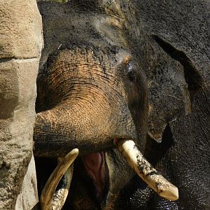 Asian Elephant