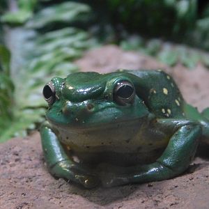 Magnificent Tree Frog