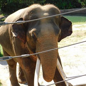 Asian Elephant