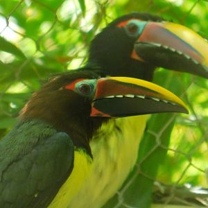 Green Aracari