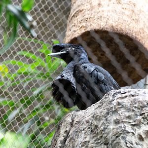 Long-wattled Umbrellabird enjoying an air vent pushing feathers on its wattle up