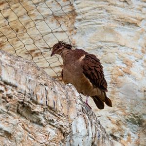 Ruddy Quail Dove- (Geotrygon montana)