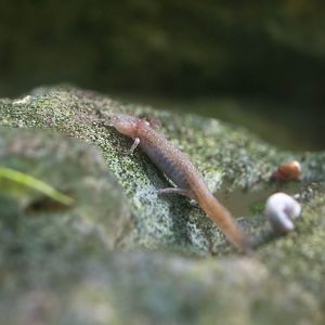 Barton Springs Salamander- (Eurycea sosorum)