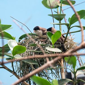Black-capped Sociable Weavers- (Pseudonigrita cabanisi)