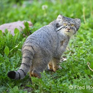 pallas cat