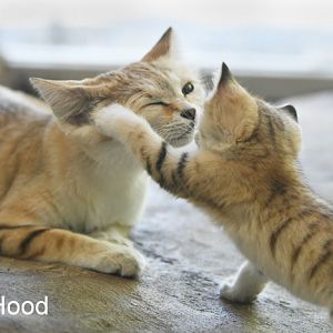 sand cat mother and child