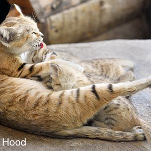 sand cats nursing