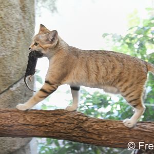 sand cat with mouse