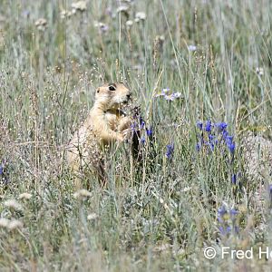 Utah prairie dog (wild)
