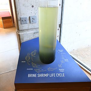 brine shrimp educational display