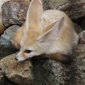 Fennec fox