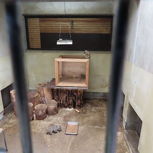 Meerkat indoor exhibit