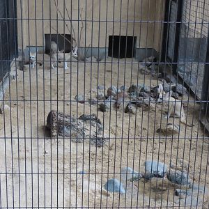 Fennec fox exhibit