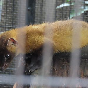 Japanese marten