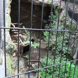 Japanese fox exhibit