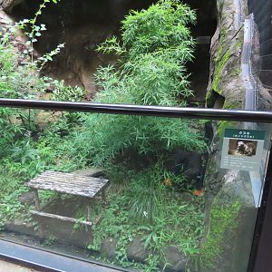 Raccoon Dog exhibit