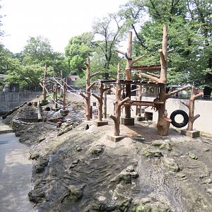 Exhibit for Rhesus macaque