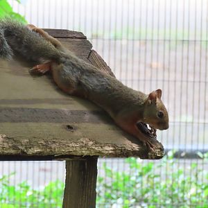 Japanese squirrel
