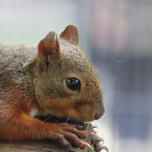Japanese squirrel