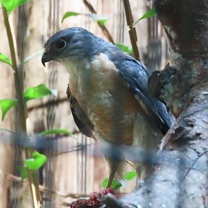 Japanese sparrowhawk