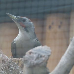 Japanese green woodpecker