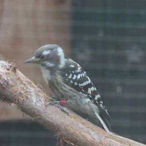 Japanese pygmy woodpecker