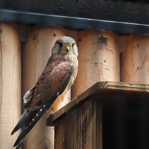 Common kestral