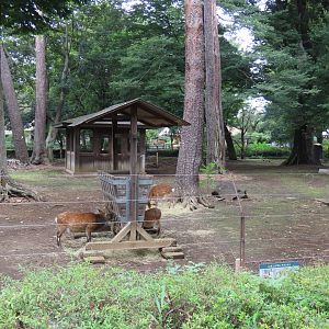 Sika deer exhibit