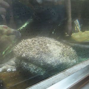 Japanese giant salamander
