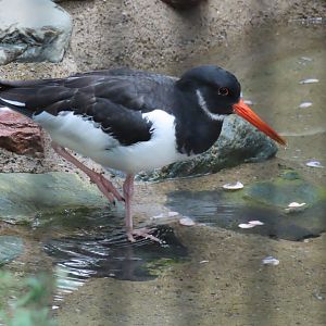 Eurasian oystercatcher