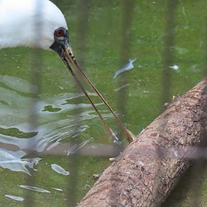 Black faced spoonbill