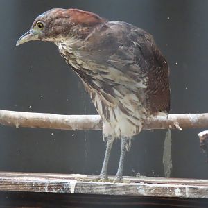 Japanese night heron