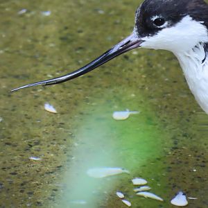 Pied avocet