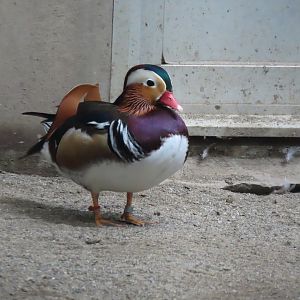 Mandarin duck