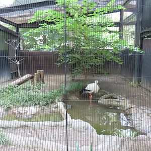 White stork exhibit