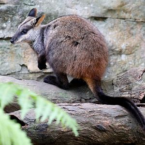 Brushtailed Rock Wallaby