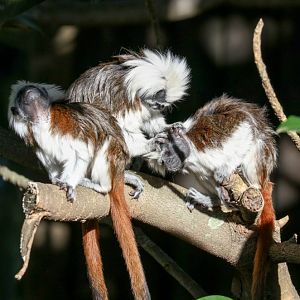 Cottontop Tamarins