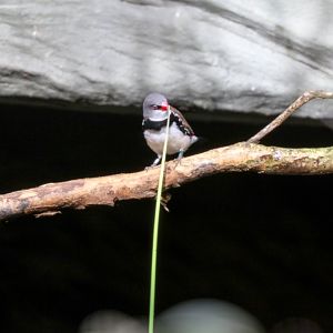 Diamond Firetail
