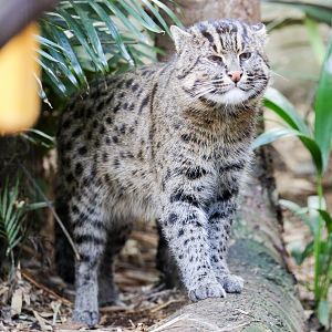 Fishing Cat