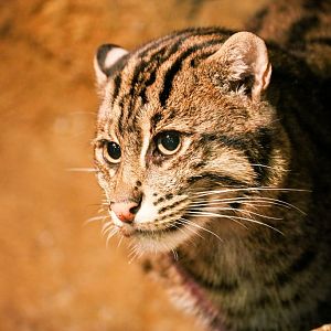 Fishing Cat