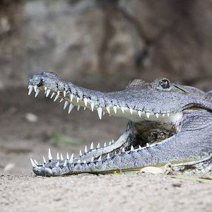 Freshwater Crocodile